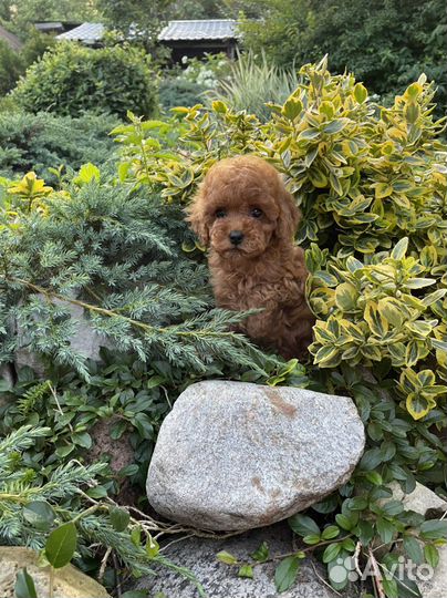 Мальтипу f1 мини девочка