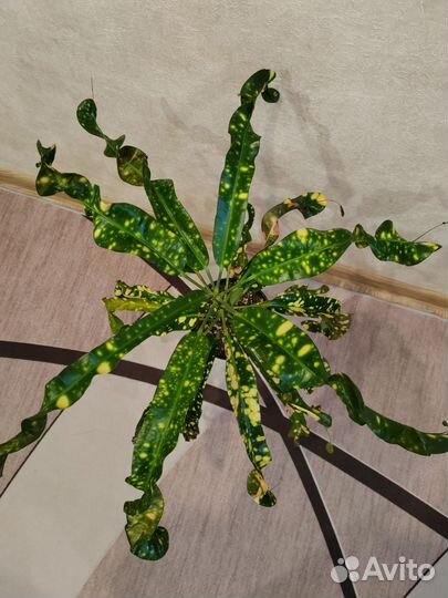 Редкий кротон Король Сиама