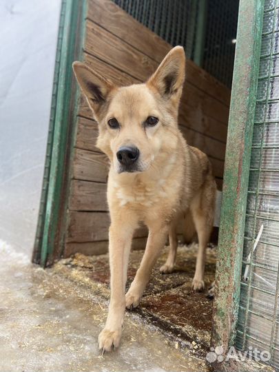Приют Некрасовка, собаки в добрые руки