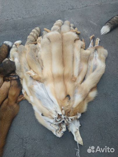 Шкуры лисы