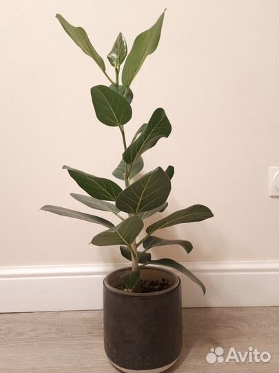 Маранта, Традесканция, Филодендрон, Калатея