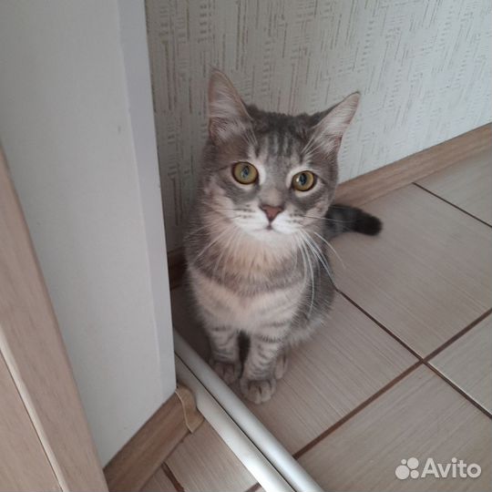 Кот в добрые руки