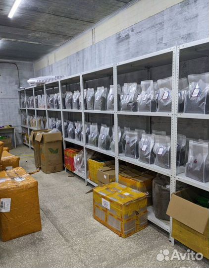 Азиатский чай оптом