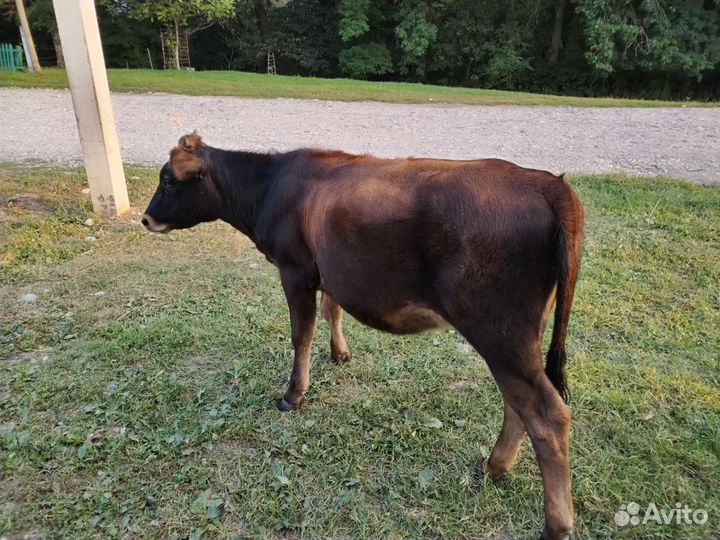 Корова телка