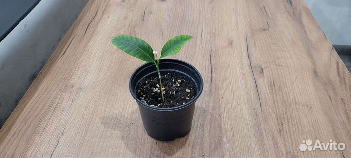 Лайм Санта-барбара с бутонами