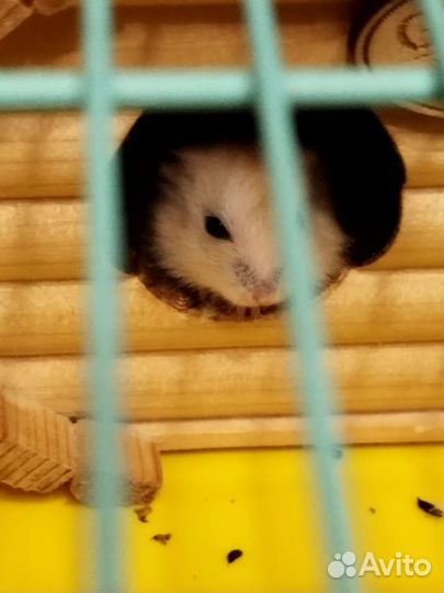 Джунгарские хомячки породистые