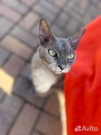 Отдам кота в добрые руки