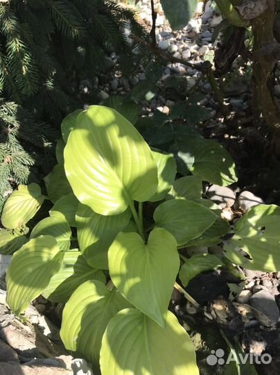 Растения для сада