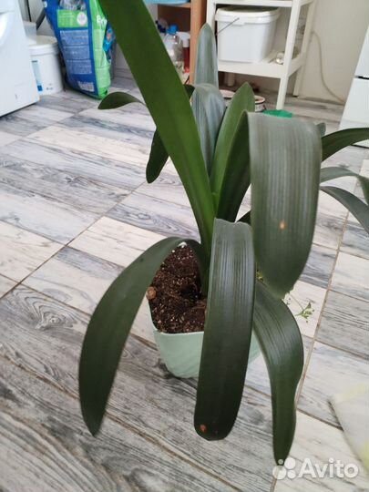 Комнатные цветы кливия