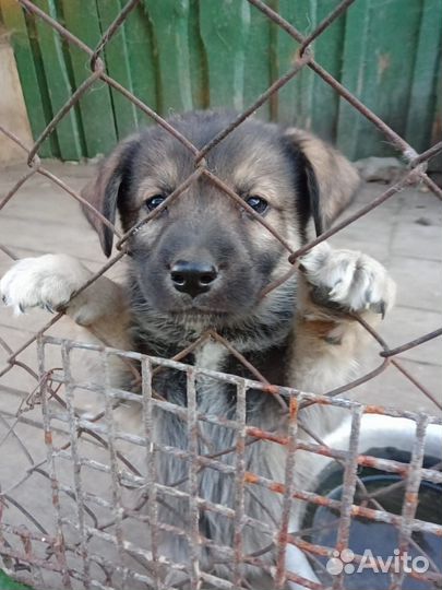 Отдам бесплатно