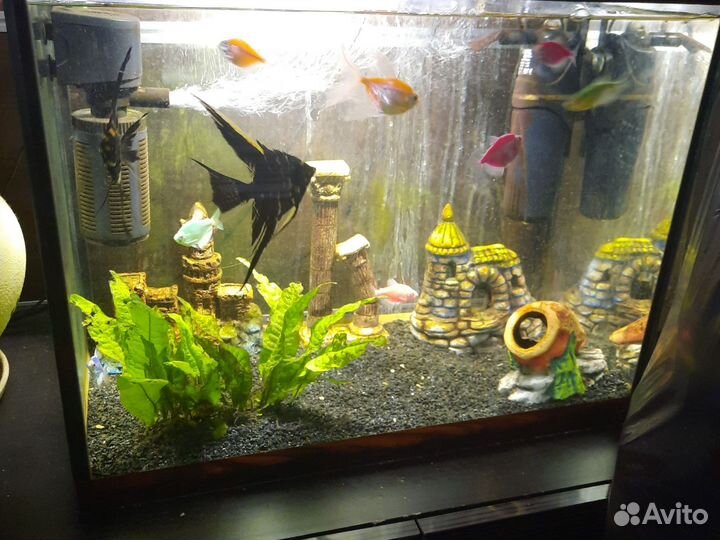 Аквариумные рыбки