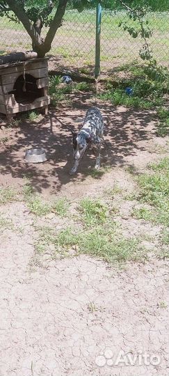 Долматинец