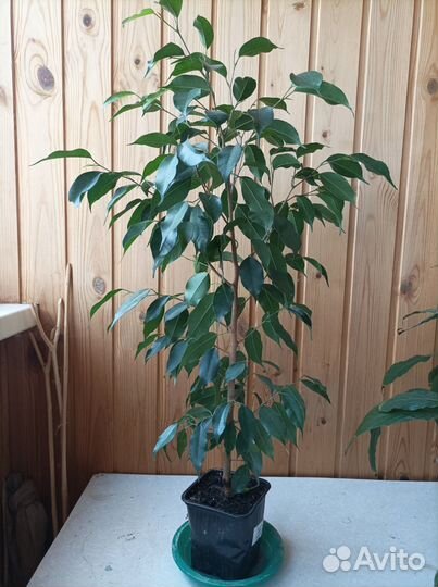 Домашние цветы