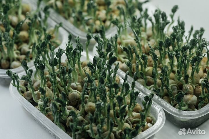 Микрозелень