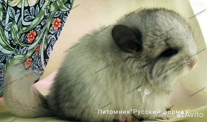 Шиншиллы ангоры, белые, чёрный жемчуг