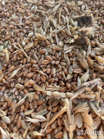Зерно для животных и птиц