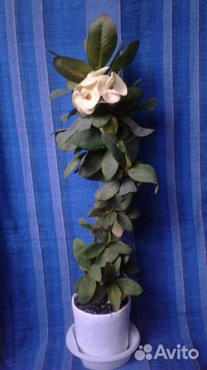 Молочай Миля сортовой