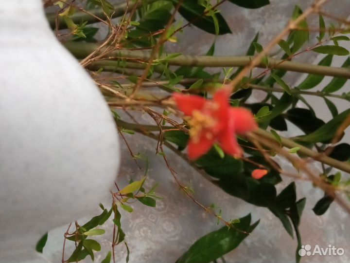 Домашние цветы