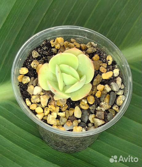 Суккуленты