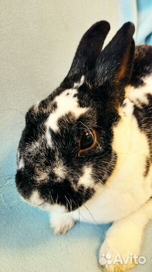 Карликовый кролик рекс мальчик