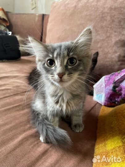 Ищут дом два ласковых мальчика