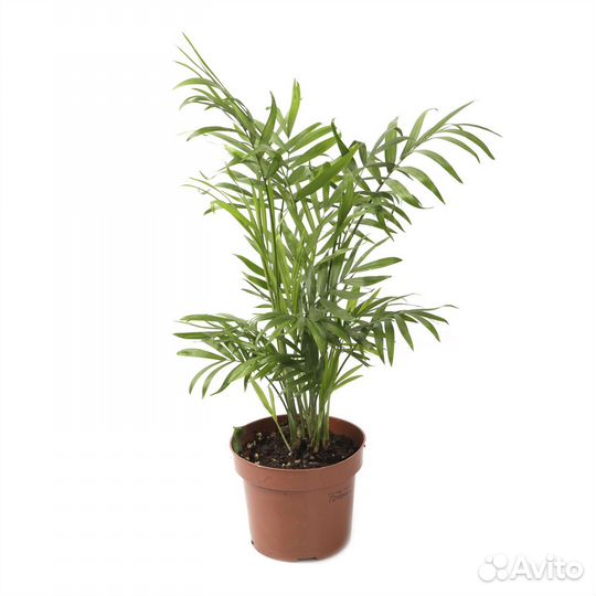 Растения для гостиной