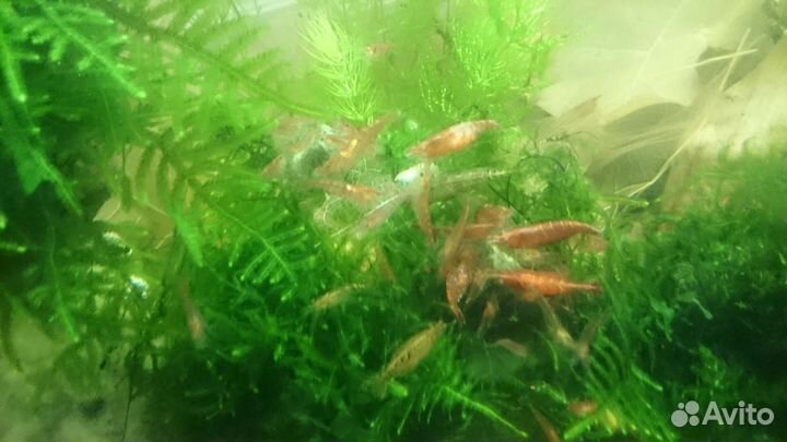 Улитки растения гуппи креветки