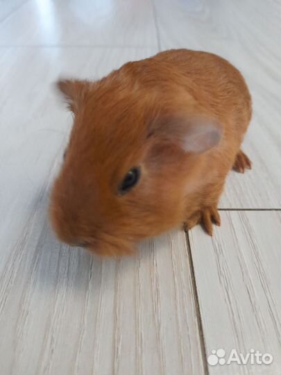 Морская свинка