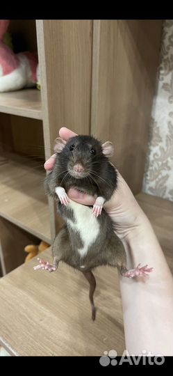 Отдам крысу с клеткой