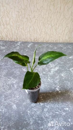 Диффенбахия камилла и альсобия