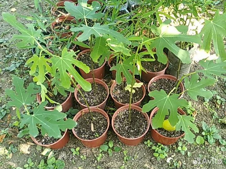 Саженцы инжира