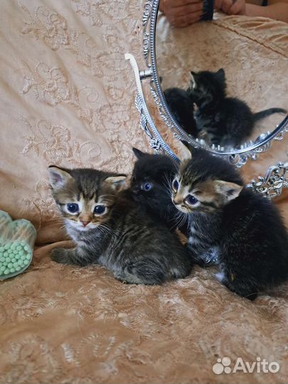 Кошка в дар бесплатно