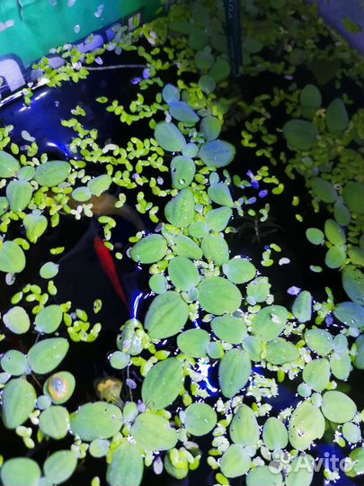 Пистия аквариумное растение