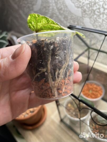 Piper sylvaticum pink var