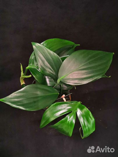 Филодендрон драгон тейл 14/35-40