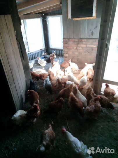 Куры несушки