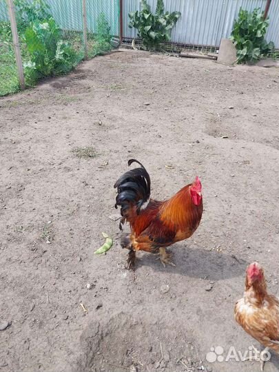 Куры и петухи брама