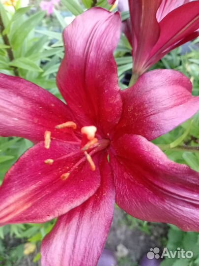 Лилии гибрит ла