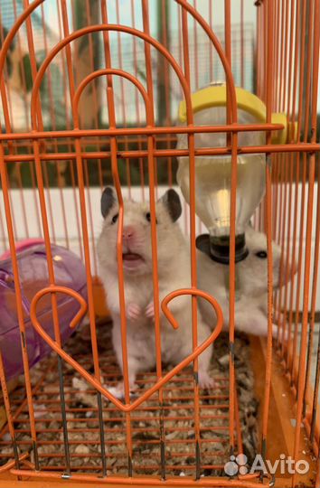 Сирийский хомяк