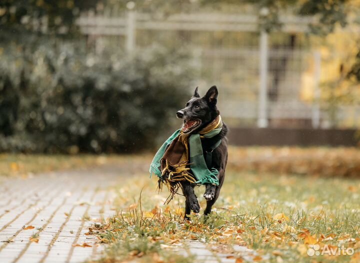 Собака в добрые руки