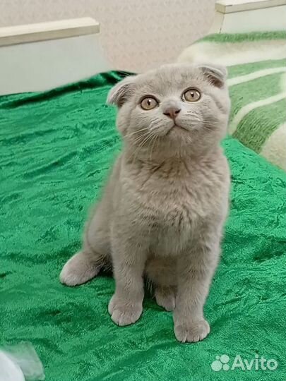 Британский вислоухий котёнок