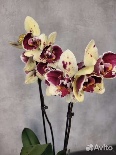 Орхидея экзотик пунш бабочка