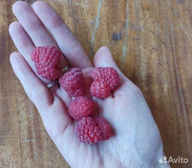 Малина, смородина, крыжовник/саженцы