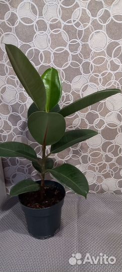 Фикус робуста