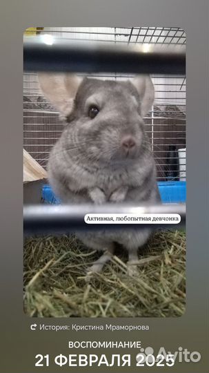 Шиншилла девочка