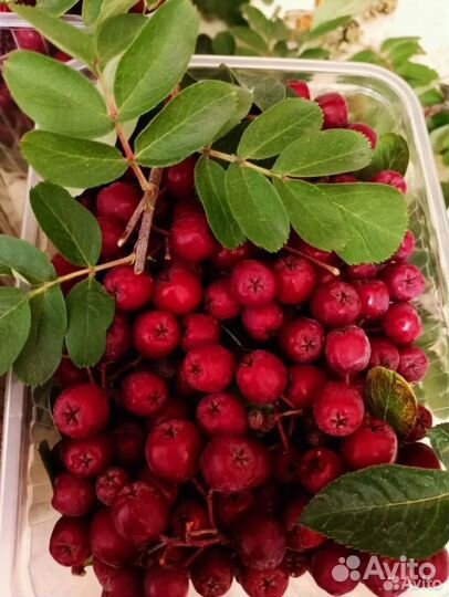 Свежие ягоды красной рябины купим