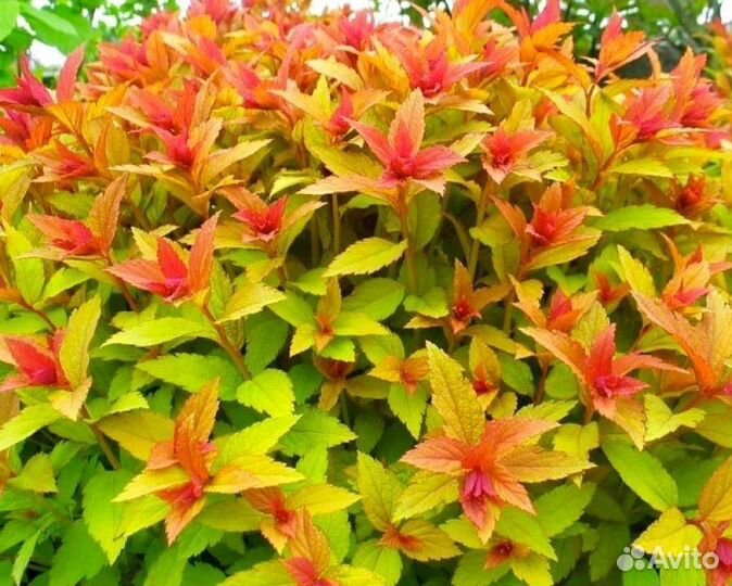 Спиреи: Голд Флейм (Goldflame),Кантонская ланцеата