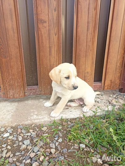 Собака в добрые руки девочка