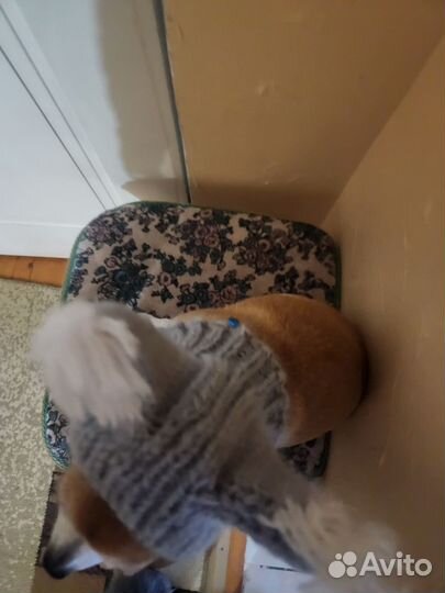 Шапочки для собак