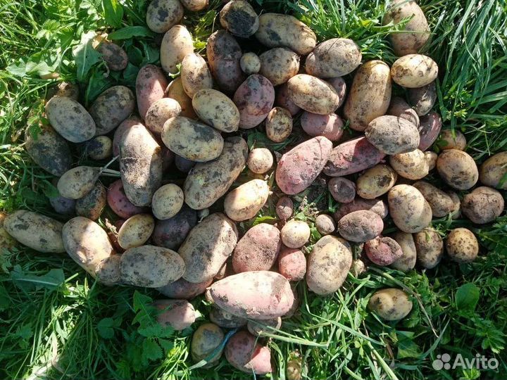 Картофель, урожай 23г